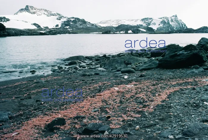 : Krill - washed up on beach