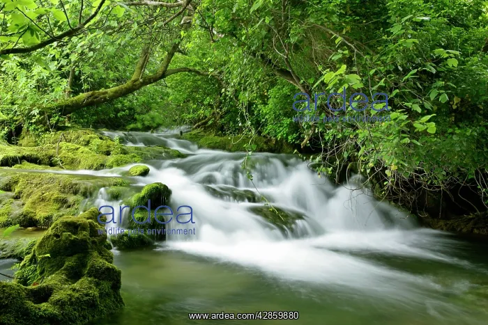  : Krka river - water flowing through forest over