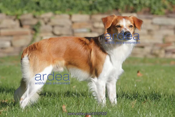 : Kromfohrl&, x4ba4;er smooth haired, male 1, 5 years : Kromfohrl&, x4ba4;er smooth haired, male 1, 5 years