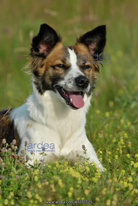 : Kromfohrlaender dog lying on a meadow : Kromfohrlaender dog lying on a meadow