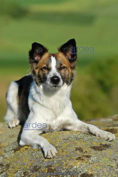 : Kromfohrlaender dog lying on rocks : Kromfohrlaender dog lying on rocks
