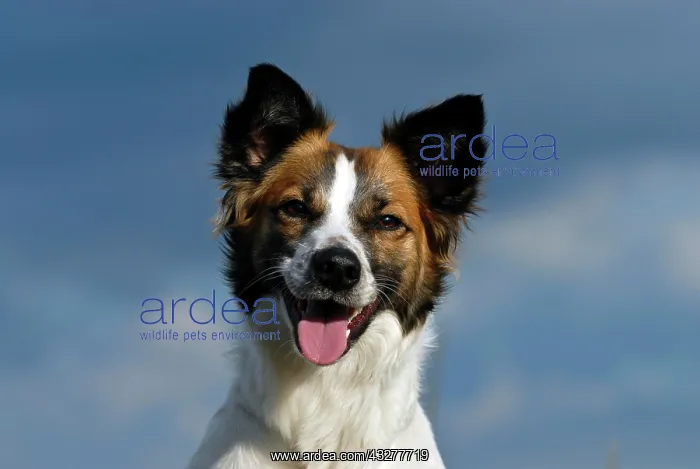  : Kromfohrlaender dog portrait, outdoors