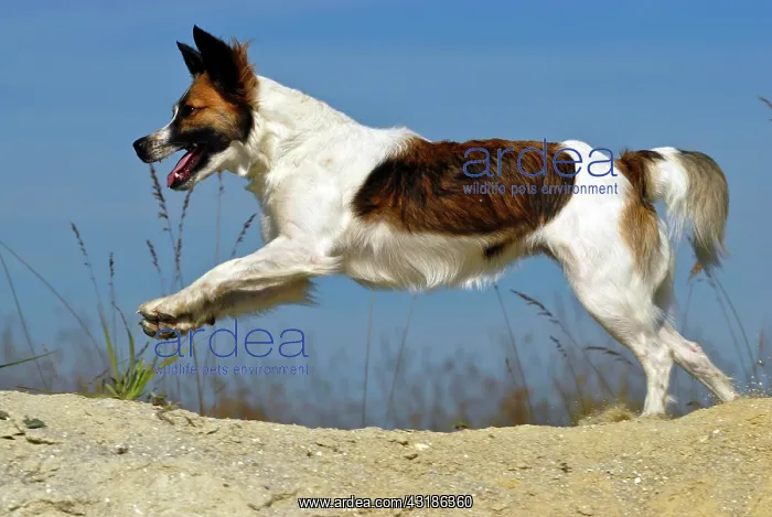 : Kromfohrlaender dog running : Kromfohrlaender dog running