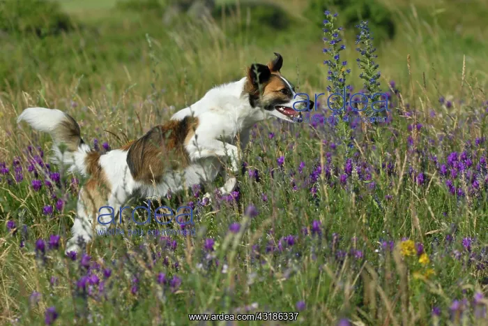 : Kromfohrlaender dog running in a meadow : Kromfohrlaender dog running in a meadow