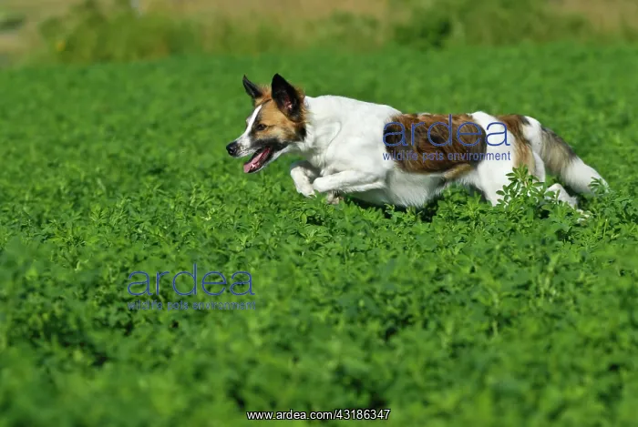 : Kromfohrlaender dog running in a meadow : Kromfohrlaender dog running in a meadow