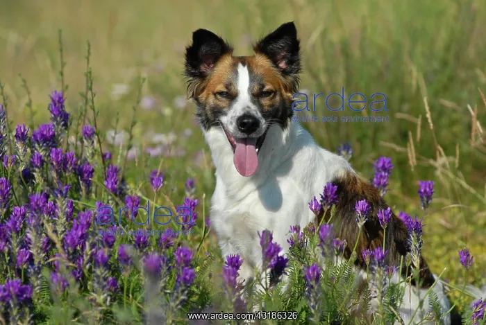 : Kromfohrlaender dog sitting between flowers : Kromfohrlaender dog sitting between flowers