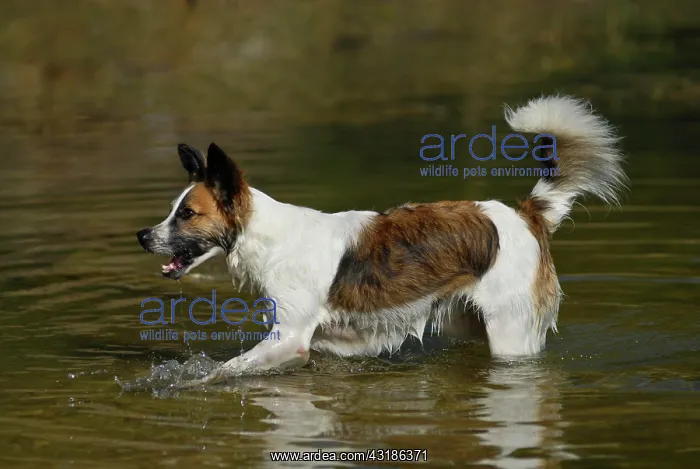 : Kromfohrlaender dog splashing in water : Kromfohrlaender dog splashing in water