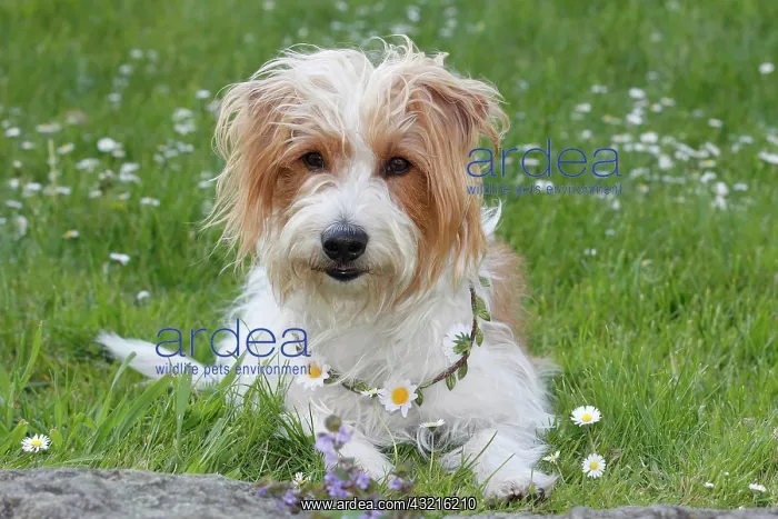 : Kromfohrlcnder, male, 4 years, lying in a flower : Kromfohrlcnder, male, 4 years, lying in a flower