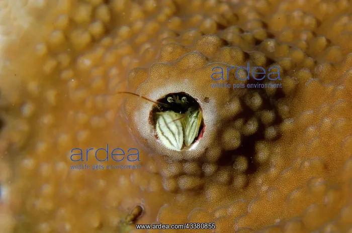 : Kropp's Coral Hermit Crab - in coral crevice - Jemeluk : Kropp's Coral Hermit Crab - in coral crevice - Jemeluk