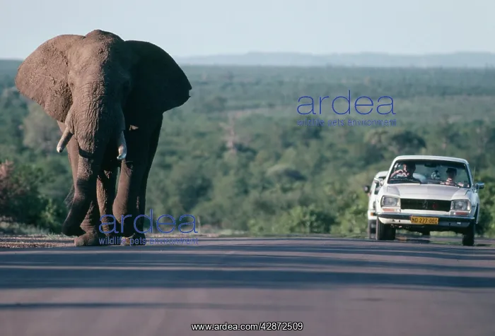  : Kruger National Park, SOUTH AFRICA