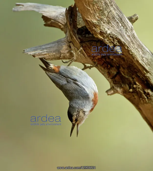 : Kruper's Nuthatch - facing downward calling - on Pine Tree : Kruper's Nuthatch - facing downward calling - on Pine Tree