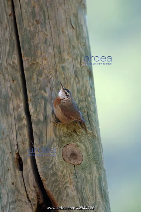 : Krupers Nuthatch at nest hole : Krupers Nuthatch at nest hole