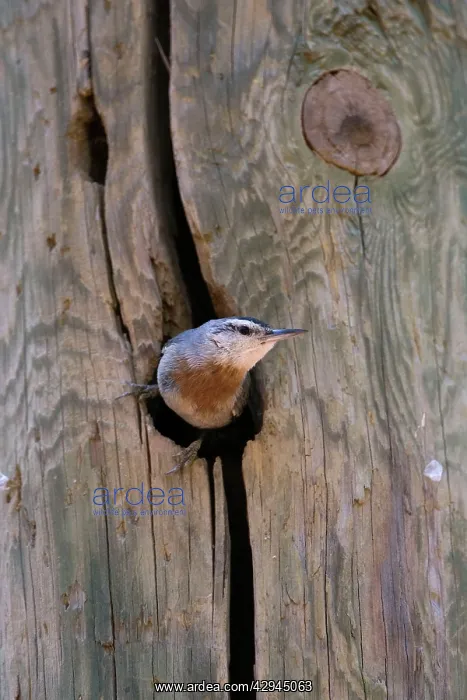 : Krupers Nuthatch at nest hole : Krupers Nuthatch at nest hole