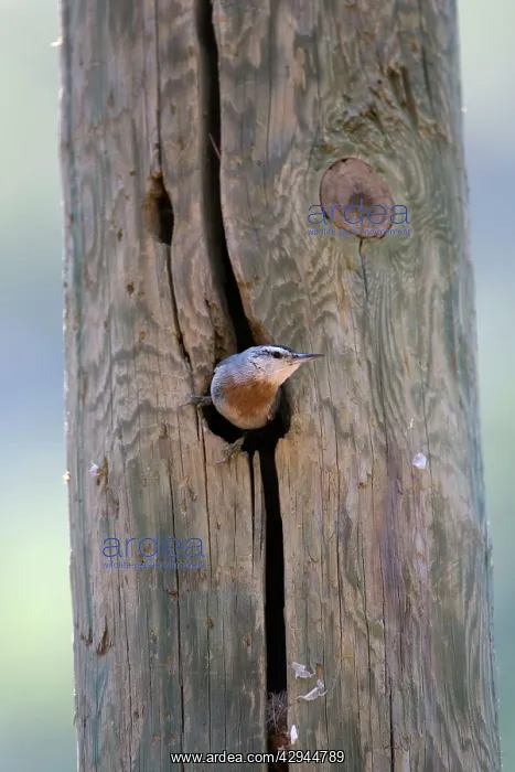 : Krupers Nuthatch at nest hole Southern Turkey May : Krupers Nuthatch at nest hole Southern Turkey May