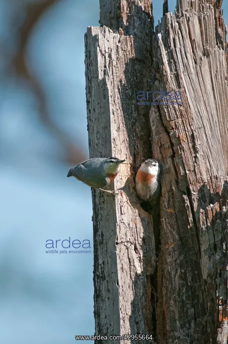 : Kruper's Nuthatch - Pair at nest in tree hole : Kruper's Nuthatch - Pair at nest in tree hole