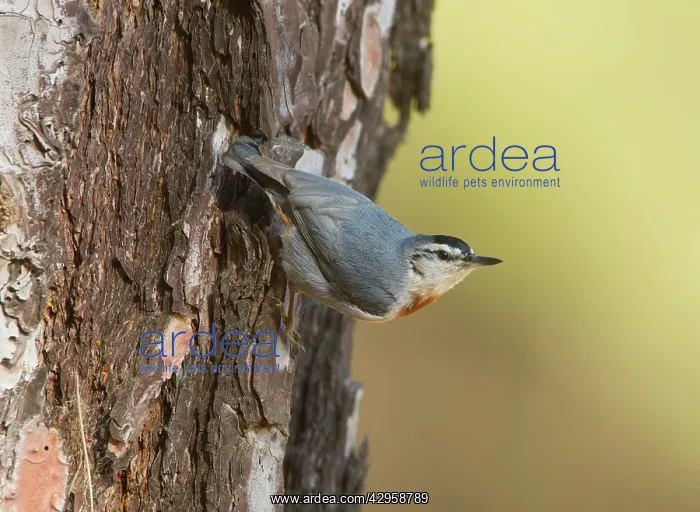 : Kruper's Nuthatch - on Pine Tree : Kruper's Nuthatch - on Pine Tree