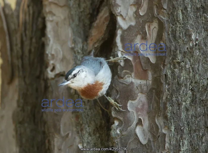 : Kruper's Nuthatch - on Pine Tree : Kruper's Nuthatch - on Pine Tree