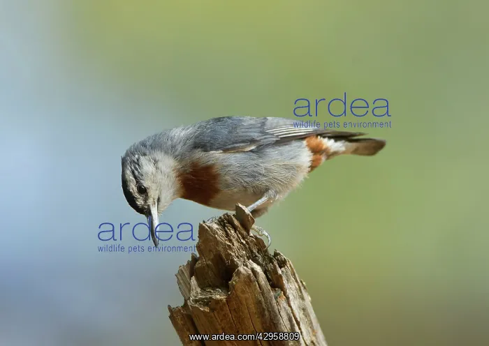: Kruper's Nuthatch - on Pine Tree : Kruper's Nuthatch - on Pine Tree