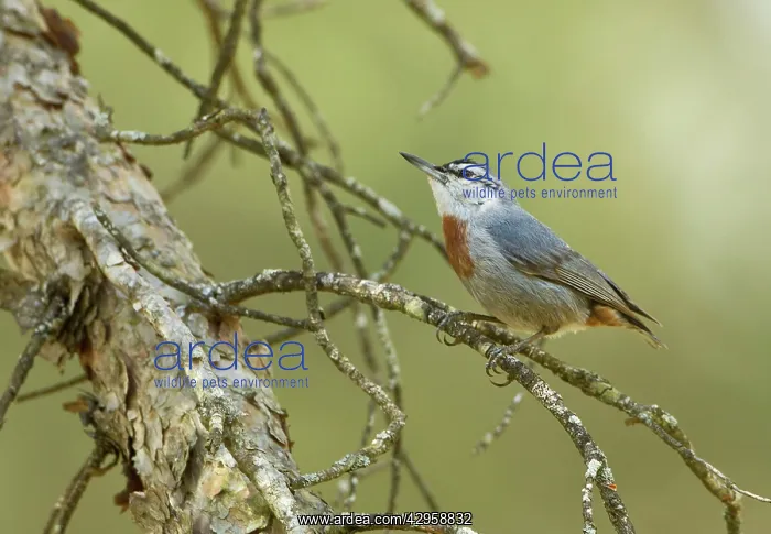 : Kruper's Nuthatch - on Pine Tree : Kruper's Nuthatch - on Pine Tree