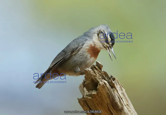: Kruper's Nuthatch - in Pine Tree calling : Kruper's Nuthatch - in Pine Tree calling