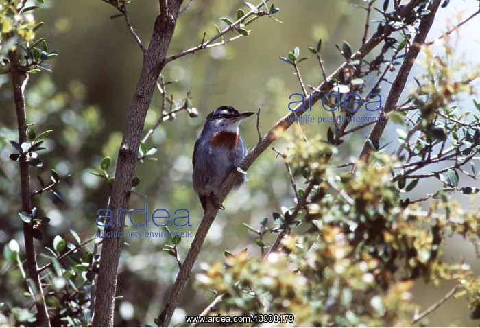 : KRUPERS NUTHATCH - on tree : KRUPERS NUTHATCH - on tree