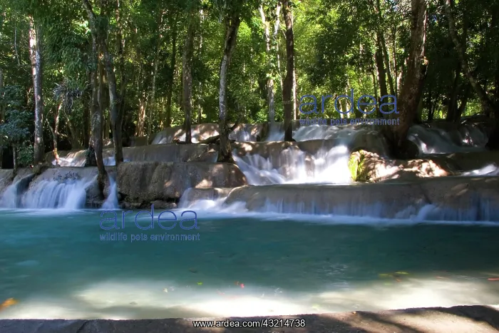 : Kuang Si Falls, just outside of Luang Prabang : Kuang Si Falls, just outside of Luang Prabang