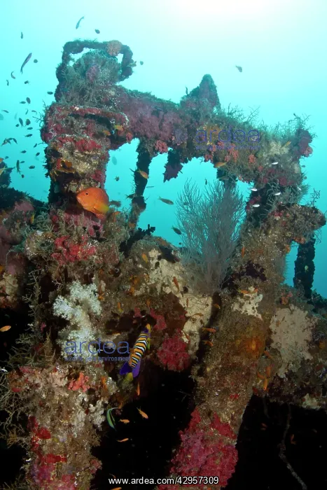 : Kuda Giri Wreck : Kuda Giri Wreck
