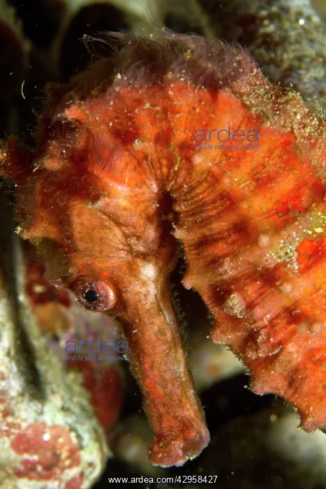 : Kuda / Spotted Seahorse : Kuda / Spotted Seahorse