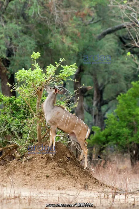 : Kudu - bull browzing on freshly shooting shrub : Kudu - bull browzing on freshly shooting shrub