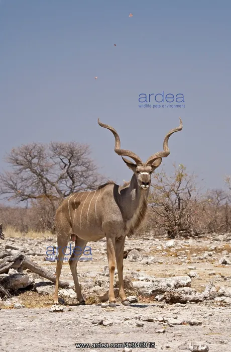 : Kudu Bull - Standing in a small dust devil with : Kudu Bull - Standing in a small dust devil with