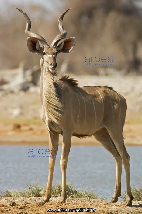: Kudu Bull - Young Male standing by a water hole : Kudu Bull - Young Male standing by a water hole
