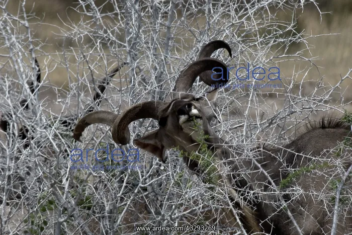 : Kudu feed on leafes, grass, fruits and tubers, in dry season : Kudu feed on leafes, grass, fruits and tubers, in dry season