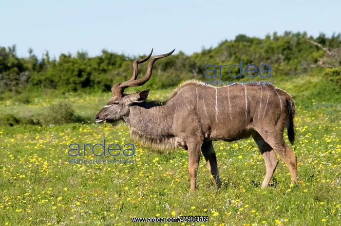  : Kudu  /  Greater Kudu