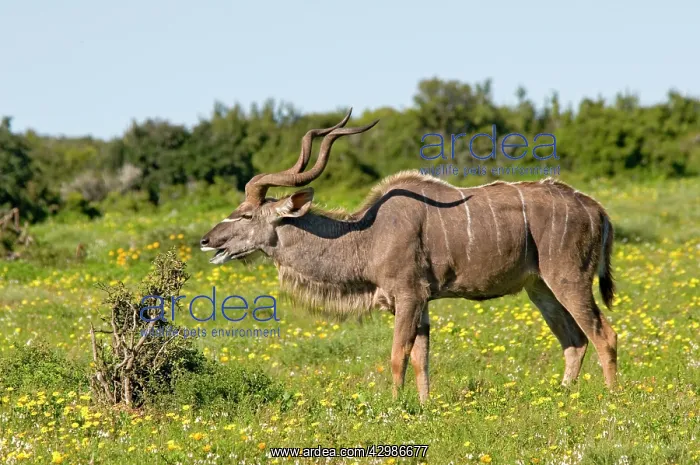 : Kudu / Greater Kudu : Kudu / Greater Kudu