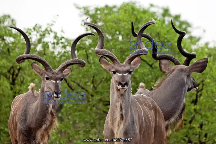 : Kudu - males (males are seen with females only : Kudu - males (males are seen with females only