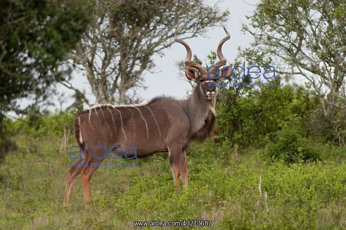 : Kudu (Tragelaphus strepsiceros), Kariega : Kudu (Tragelaphus strepsiceros), Kariega