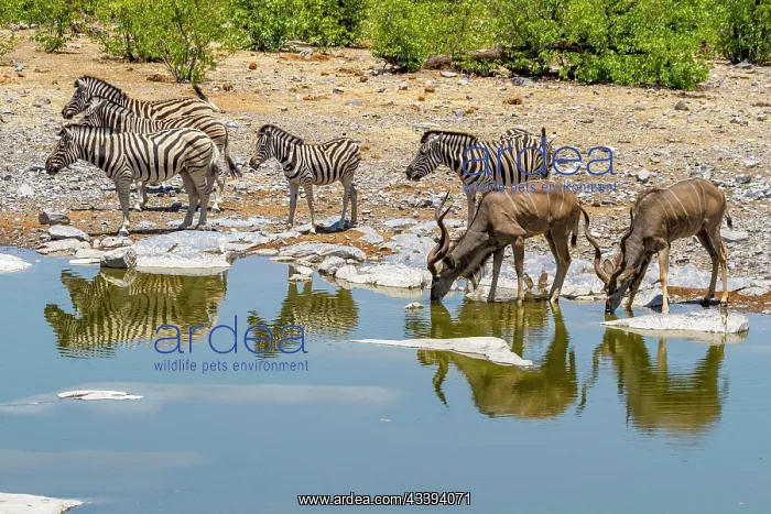 : Kudus and zebras at a waterhole, Etosha National : Kudus and zebras at a waterhole, Etosha National