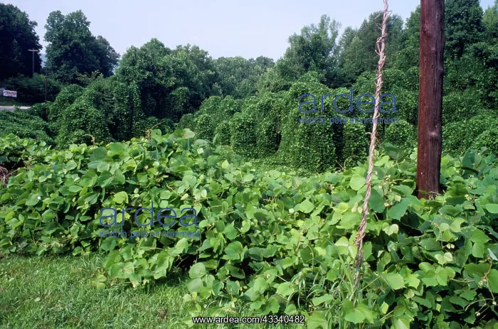 : KUDZU / Kudzo Vine : KUDZU / Kudzo Vine