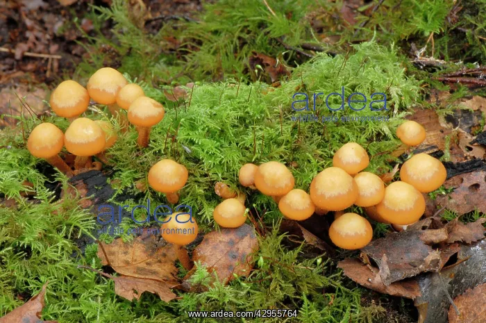: Kuehneromyces mutabilis / Galerina mutabilis - : Kuehneromyces mutabilis / Galerina mutabilis -