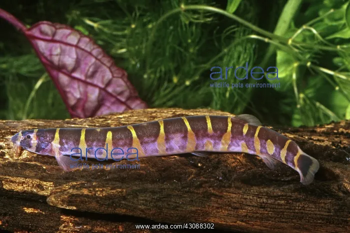 : Kuhli Loach : Kuhli Loach