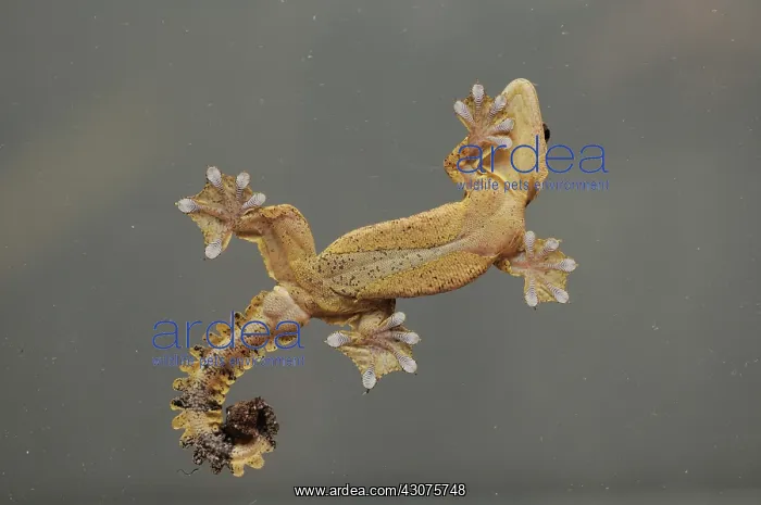 : Kuhl's Flying Gecko : Kuhl's Flying Gecko