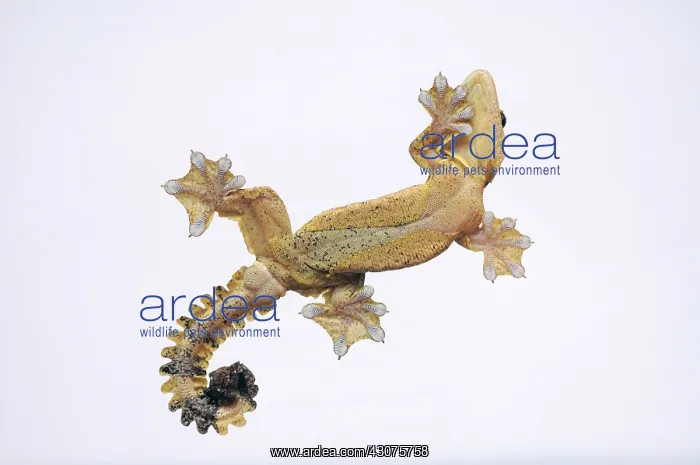 : Kuhl's Flying Gecko : Kuhl's Flying Gecko