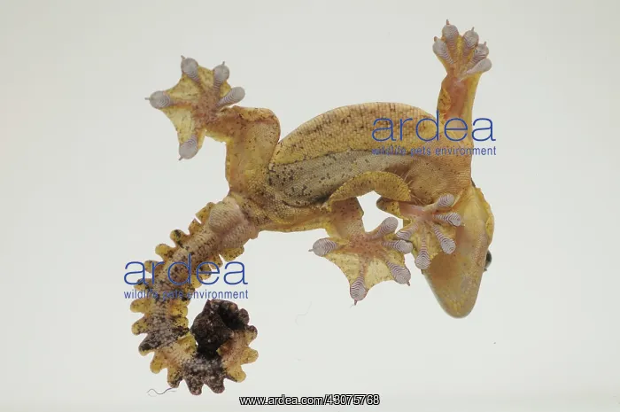 : Kuhl's Flying Gecko : Kuhl's Flying Gecko