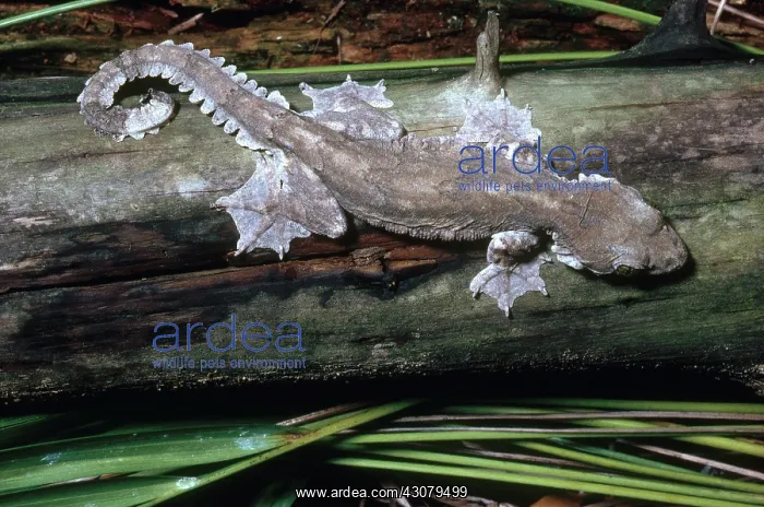 : Kuhl's Flying Gecko : Kuhl's Flying Gecko