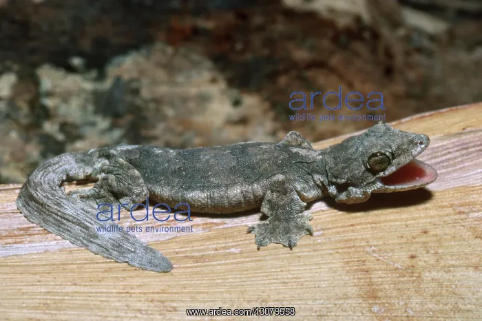 : Kuhl's Flying Gecko : Kuhl's Flying Gecko