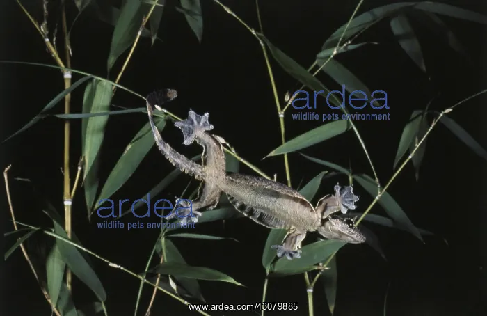 : Kuhl's Flying Gecko : Kuhl's Flying Gecko