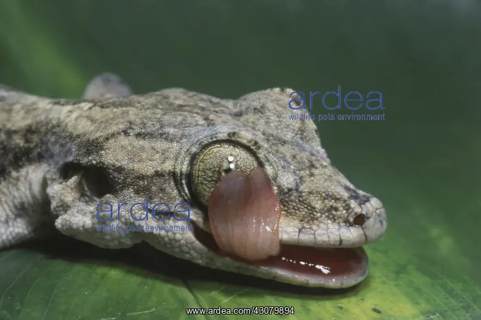 : Kuhl's Flying Gecko : Kuhl's Flying Gecko