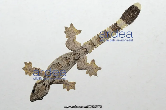 : Kuhl's Flying Gecko : Kuhl's Flying Gecko