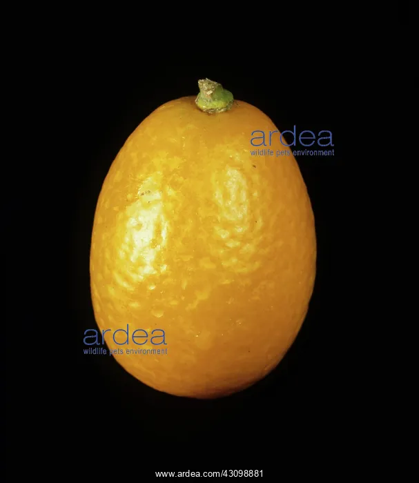 : Whole kumquat fruit variety Oval : Whole kumquat fruit variety Oval