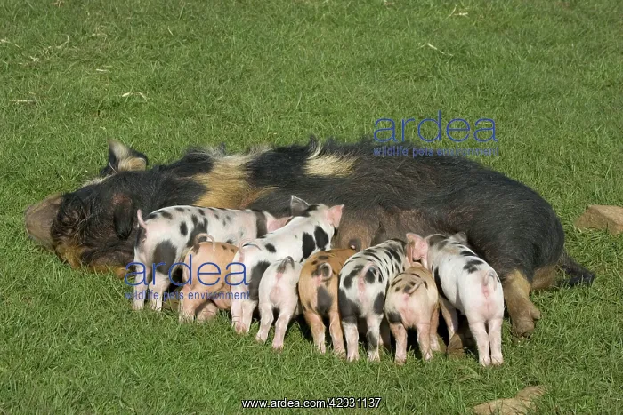 : Kune kune sow feeding nine piglets : Kune kune sow feeding nine piglets